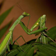 Оргазм Богомола