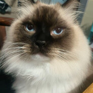 Xiagu avatar