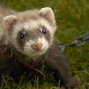 heyski CASE.GIFT Steam avatar