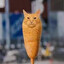 corndog cat