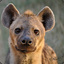 HYENA