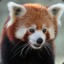 Red Panda