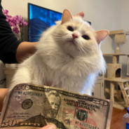 和铁拳网恋被骗盾