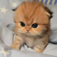 我和我的狗都emo了