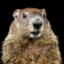 imawoodchuckjr