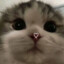 Котенок