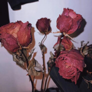 .玫瑰到了花期..