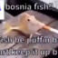 bosnia fish