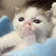 Goop