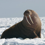 HarveyTheWalrus