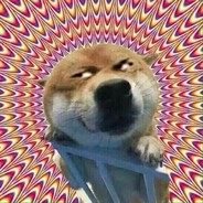 这里没有一只柴犬