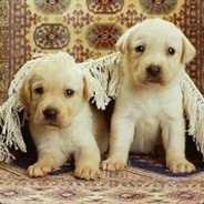 PiotruśZiom Hellcase.com