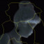 Velus