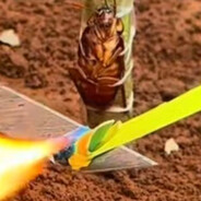 Vice Minister of Cockroaches