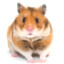 SkibidiHamster