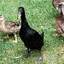 Mallard Luther King Jr.