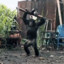 guerilla monke