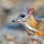 Mouse Deer