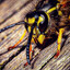 Wasp