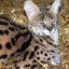 THa_Serval