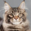 mainecooncat