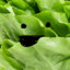 lettuce