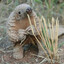 Pangolin