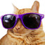 CoolCat