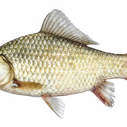 BadlyCroppedFish avatar
