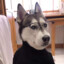 Huski