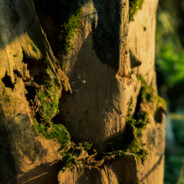 岭有南风待客停