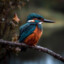 KingFisher