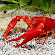 Ракообразный