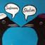 Middle Eastern Crow Love