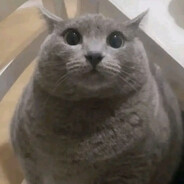 kingbob