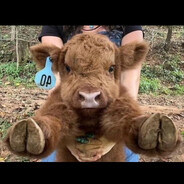 油炸土豆牛肉丸儿