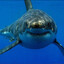 Chum Job