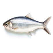 Salsardine