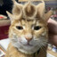legendary_cat