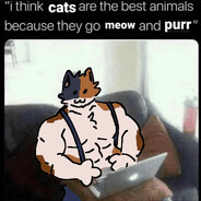 i like meowscles