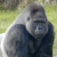 Горилла