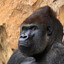Zimbabwa's avatar