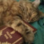 hellcatiwexgod