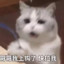 东北雨姐