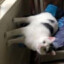 冰淇淋 (Bing Chilling)
