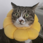 干拉解决一切烦恼