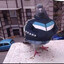 Pigeon
