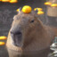 Capybara