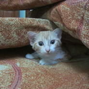 [500kOYA] Dark_raven