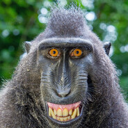 MonkeyOnC